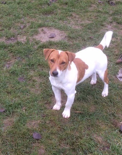 Les Jack Russell Terrier de l'affixe of Sea Bird Sanctuary