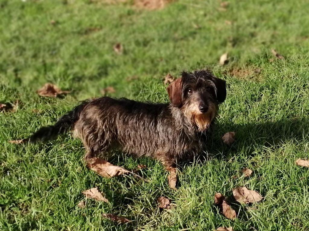 Roxy Du Domaine Des Vaucelles