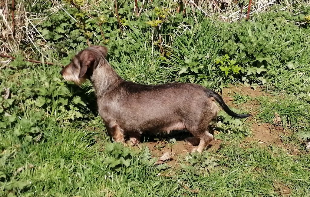Nephtys du clos des fées et de l'ours