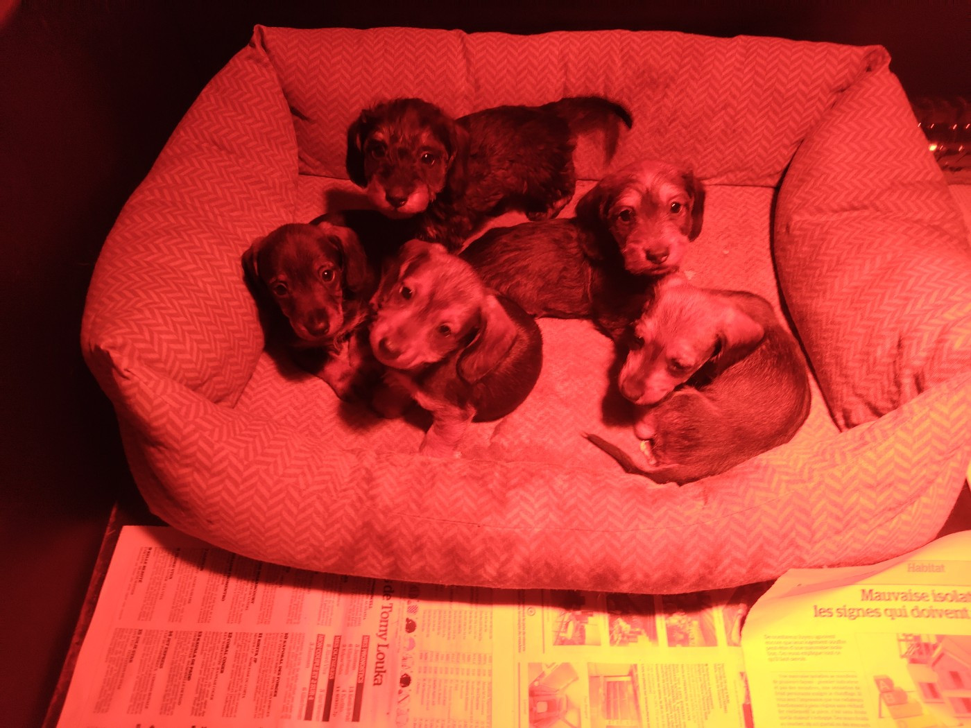 of Sea Bird Sanctuary - Chiots disponibles - Teckel poil dur