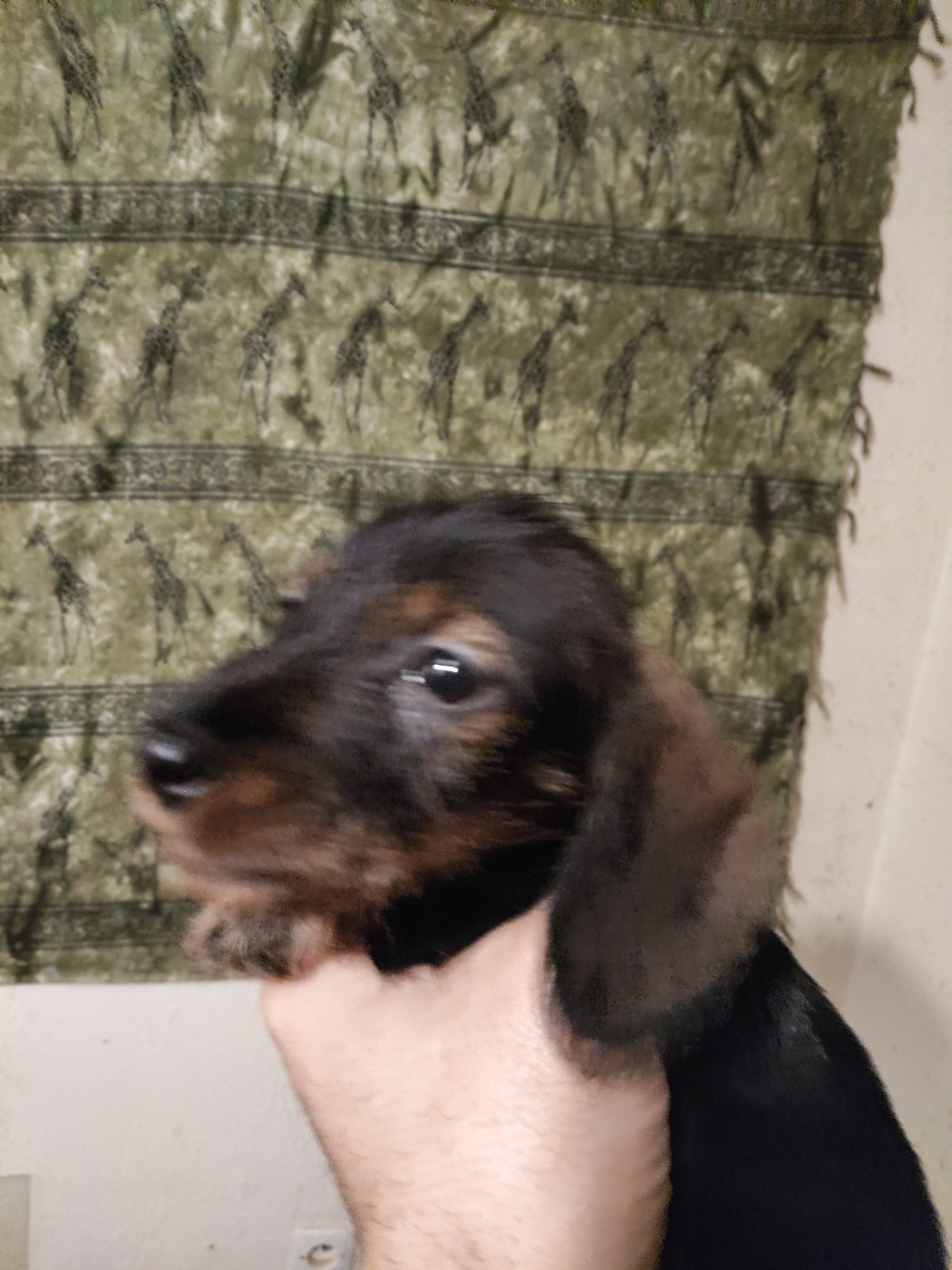 of Sea Bird Sanctuary - Chiots disponibles - Teckel poil dur