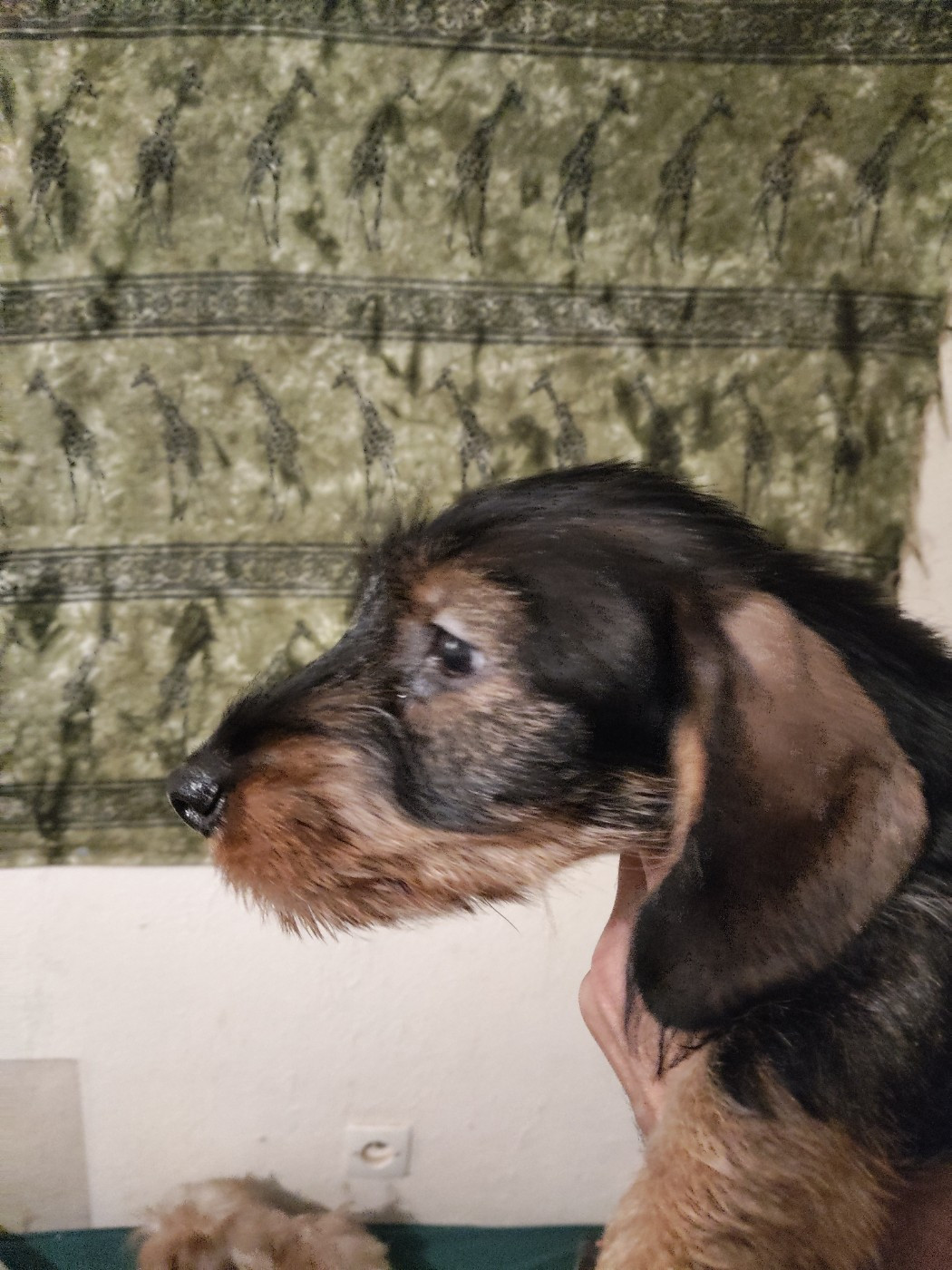 of Sea Bird Sanctuary - Chiots disponibles - Teckel poil dur