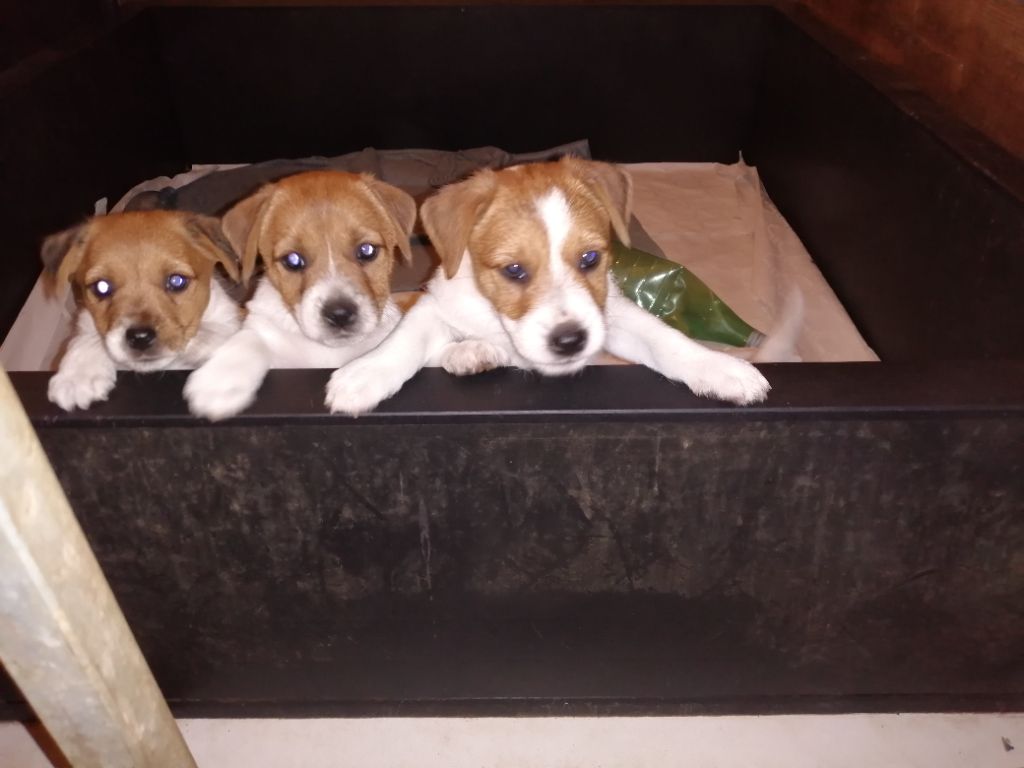 of Sea Bird Sanctuary - Chiots disponibles - Jack Russell Terrier